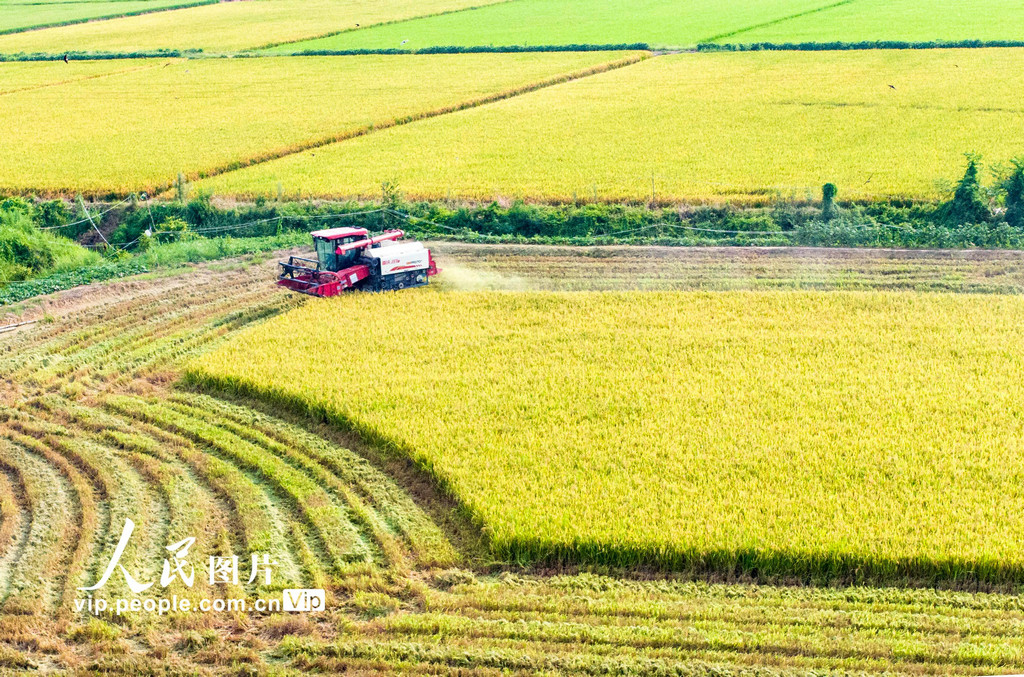 早稲の収穫シーズン到來　江西省都昌