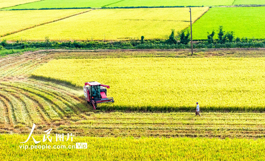 早稲の収穫シーズン到來　江西省都昌
