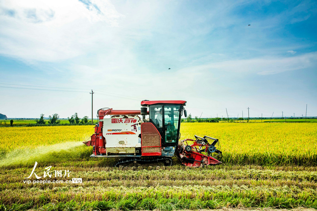早稲の収穫シーズン到來　江西省都昌