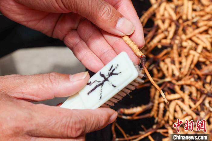 冬蟲夏草の汚れを刷毛で落とす様子（撮影?薛蒂）。