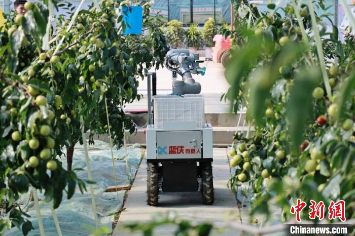 テスト中のスマート冬棗収穫ロボット。撮影?趙卓昱