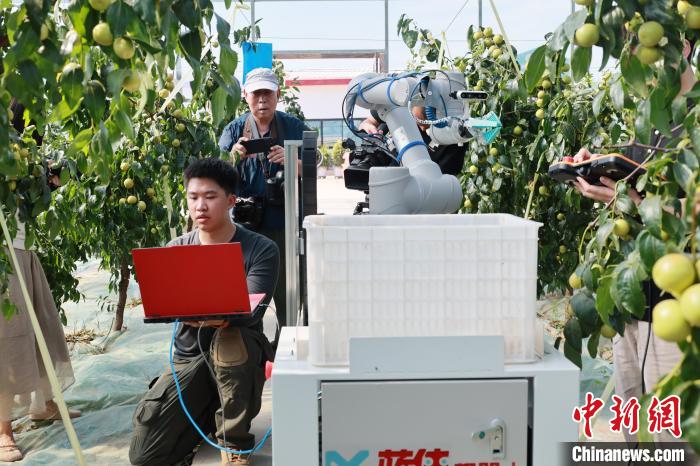 冬棗収穫ロボットのテスト現(xiàn)場。撮影?趙卓昱