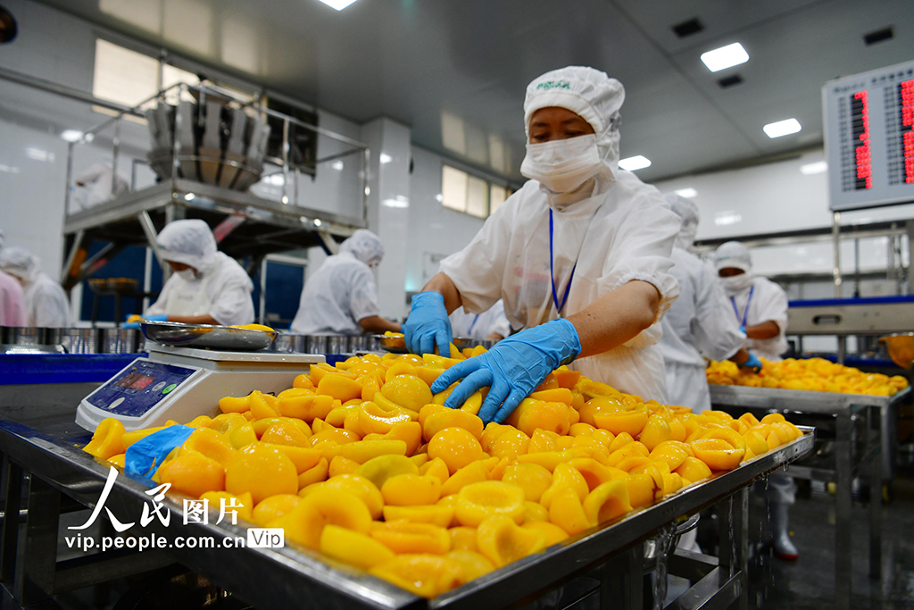 黃桃の缶詰生産作業(yè)（撮影?王輝富/寫真著作権は人民図片が所有のため転載禁止）