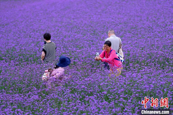 花畑の中で寫真を撮る観光客。（撮影?焦國斌）