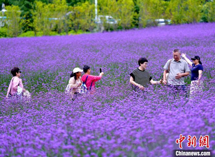 パープルの「花の?！工啶斡Q光客を魅了　湖北省巴東