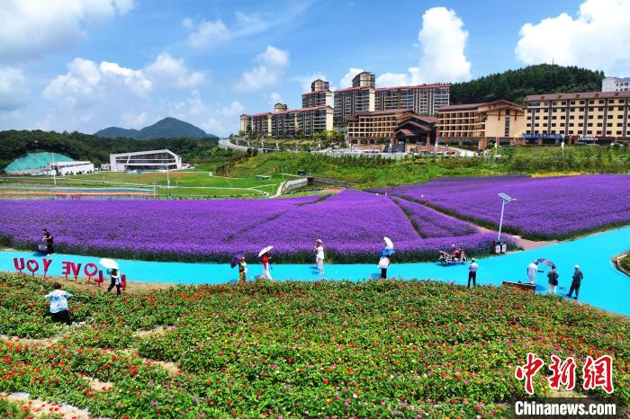 パープルの「花の?！工啶斡Q光客を魅了　湖北省巴東