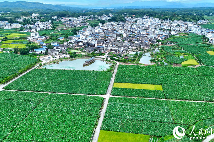 上空から見た三洲村。（撮影?李昌乾）