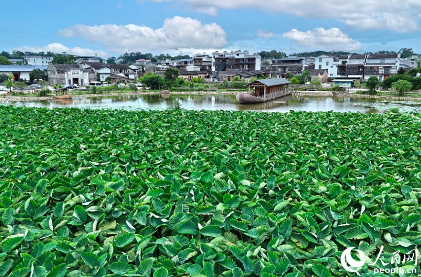 遊覧船、歴史ある民家、自然景観が織りなす美しい景色。（撮影?李昌乾）黒いレンガや瓦、軒反りが特徴的な屋根が獨(dú)特な雰囲気を醸し出す建物。（撮影?李昌乾）