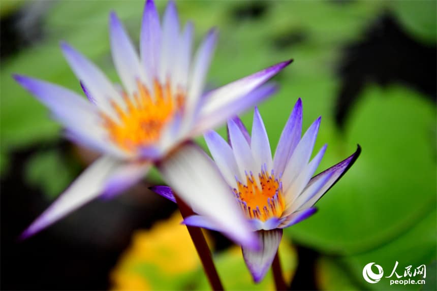 水彩畫のように競い咲く宇宙ハス　江西省