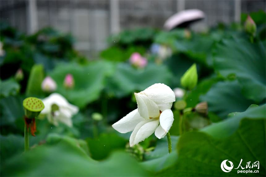 水彩畫のように競い咲く宇宙ハス　江西省