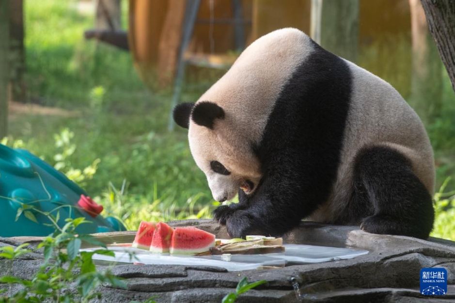 動(dòng)物たちも涼しく！動(dòng)物園の暑さ対策　重慶