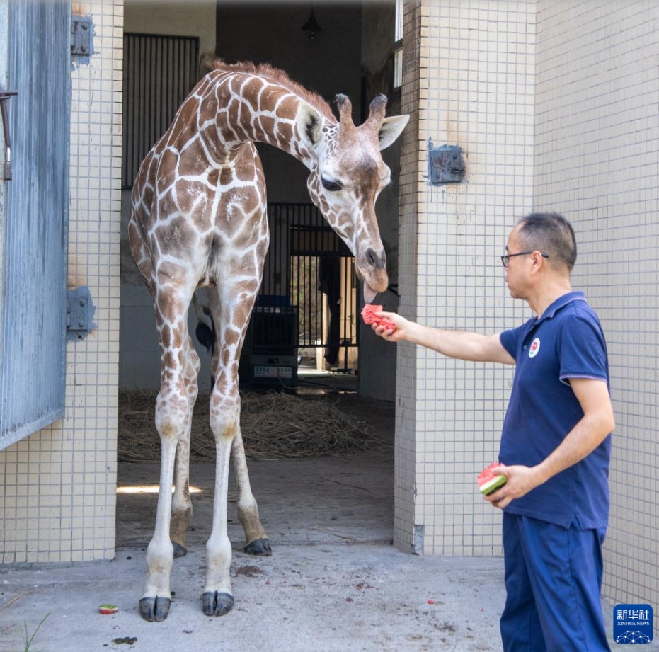 動(dòng)物たちも涼しく！動(dòng)物園の暑さ対策　重慶