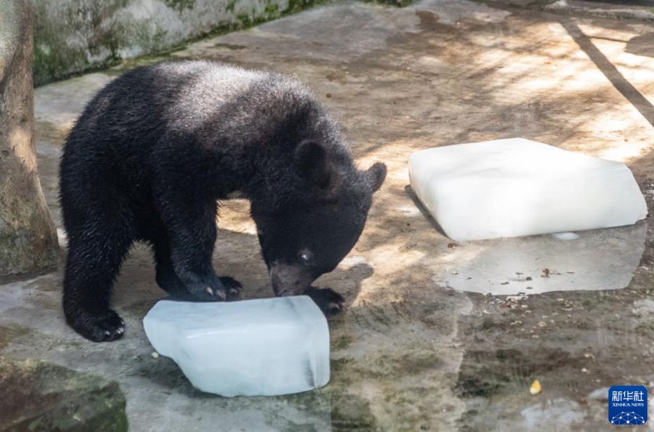 動(dòng)物たちも涼しく！動(dòng)物園の暑さ対策　重慶