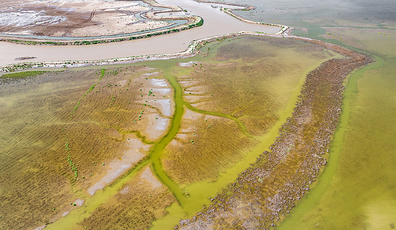 淺瀬をうねる竜のような「潮汐樹」が黃海の濕地に出現(xiàn)　江蘇省塩城