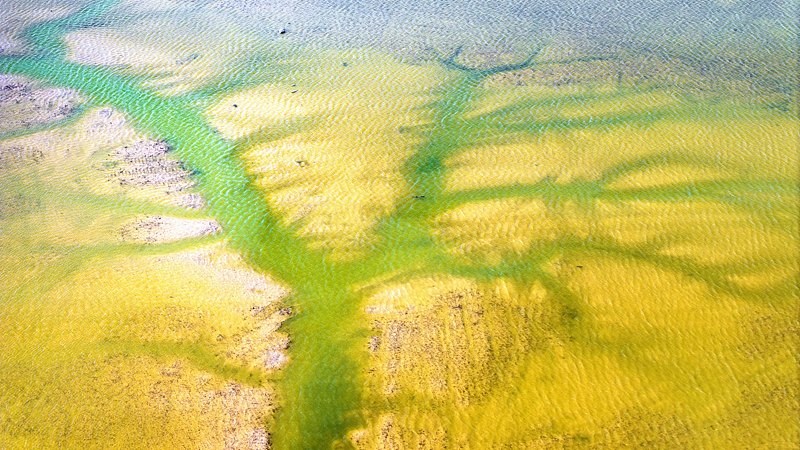 淺瀬をうねる竜のような「潮汐樹」が黃海の濕地に出現(xiàn)　江蘇省塩城