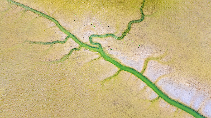 淺瀬をうねる竜のような「潮汐樹」が黃海の濕地に出現(xiàn)　江蘇省塩城