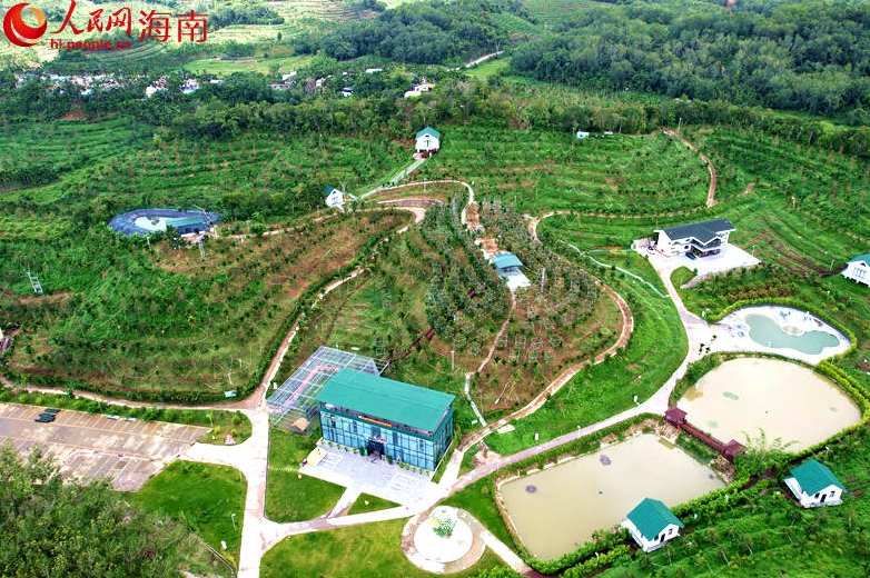 上空から見(jiàn)た中國(guó)國(guó)産ドリアン栽培拠點(diǎn)。（撮影?孟凡盛）