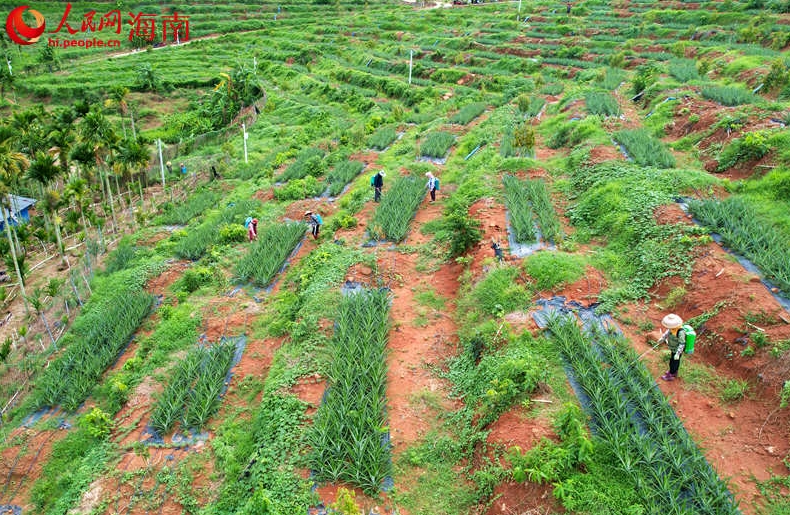 三亜市育才生態(tài)區(qū)明善村のドリアン畑。（撮影?孟凡盛）