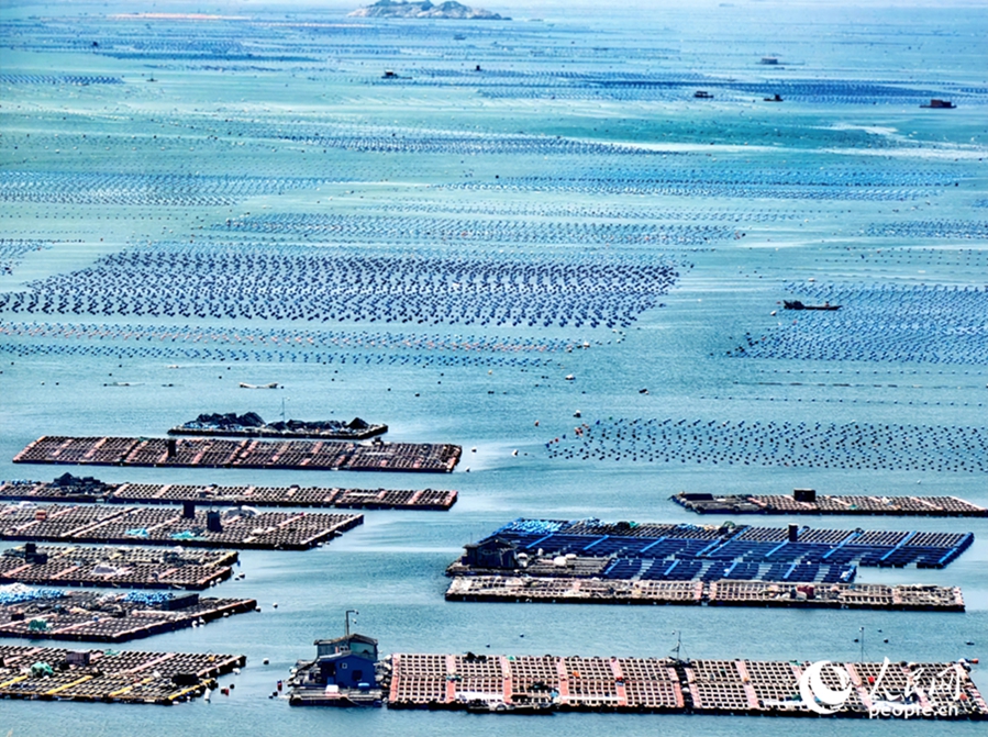 「海上牧場」でアワビ年間6萬トン近くを生産　福建省連江県