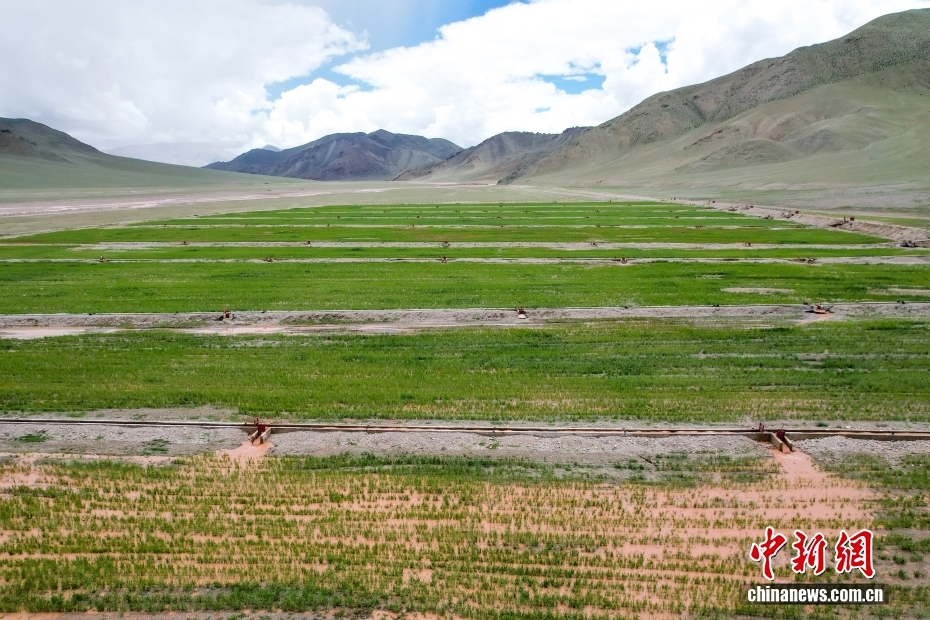 牧草栽培で住民の所得増と富の創(chuàng)出を促す　西蔵?阿里