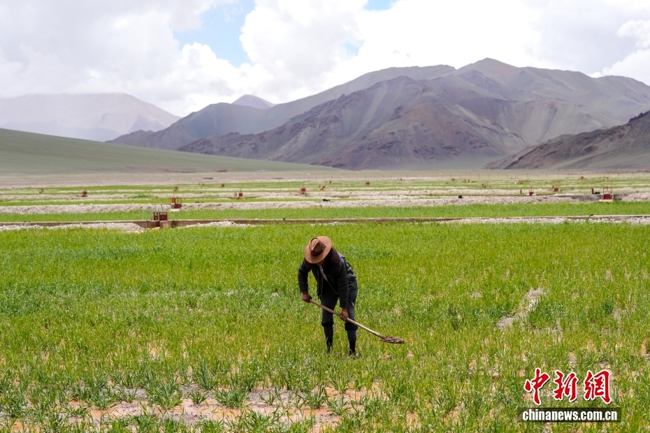 牧草栽培で住民の所得増と富の創(chuàng)出を促す　西蔵?阿里