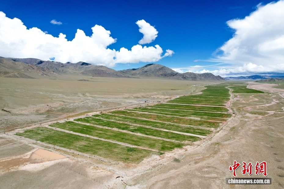 牧草栽培で住民の所得増と富の創(chuàng)出を促す　西蔵?阿里