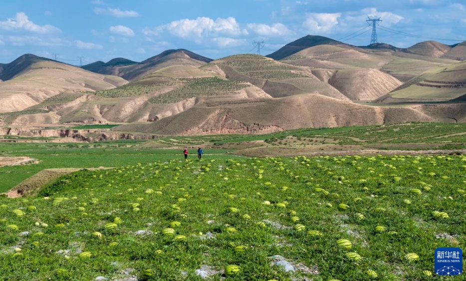 中衛(wèi)市沙坡頭區(qū)香山郷にある「硒砂瓜」の畑で作業(yè)をする農(nóng)家（7月20日、ドローンによる撮影?王鵬）