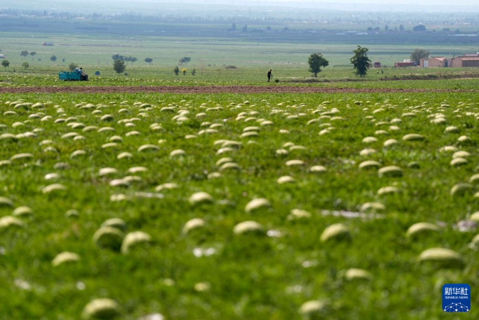 甘く熟したゴビの「緑の寶石」　寧夏?中衛(wèi)