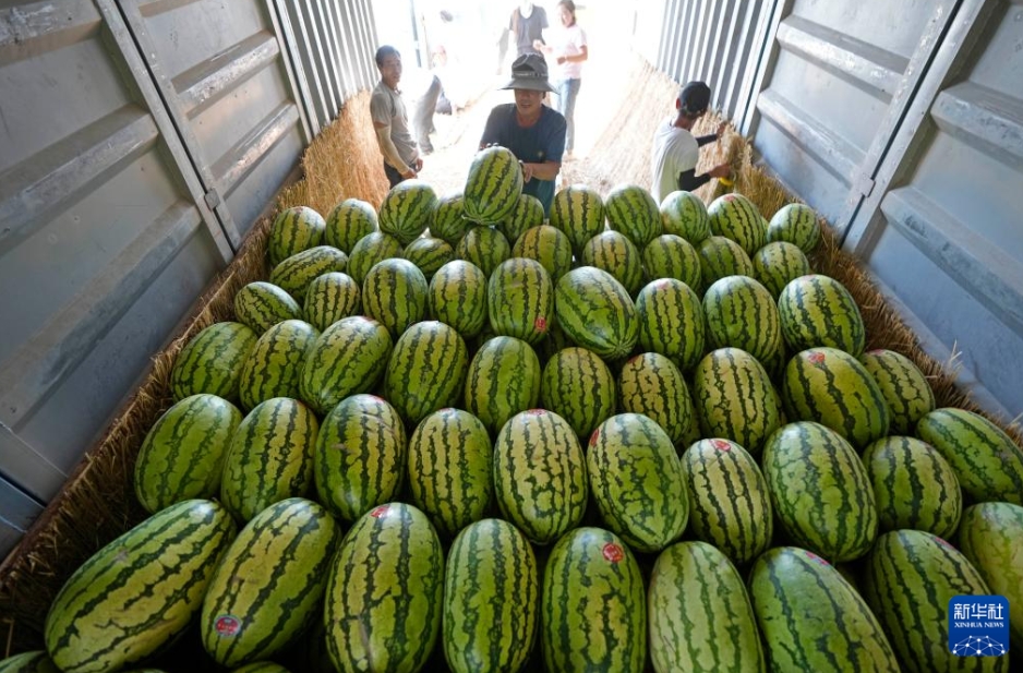 甘く熟したゴビの「緑の寶石」　寧夏?中衛(wèi)