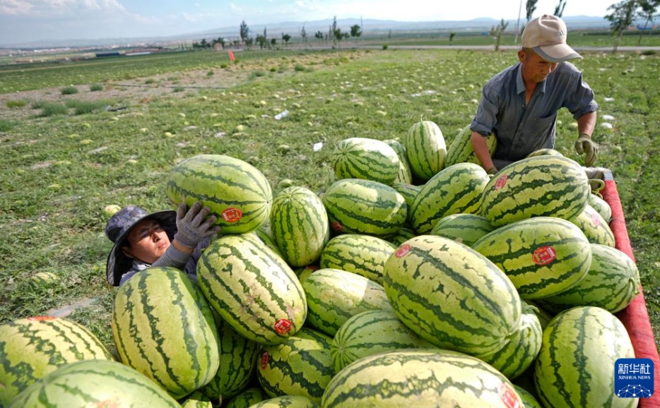 甘く熟したゴビの「緑の寶石」　寧夏?中衛(wèi)