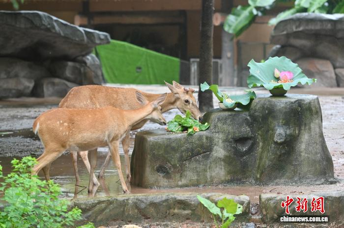 広州動(dòng)物園が動(dòng)物のために「暑さ対策メニュー」　広東省