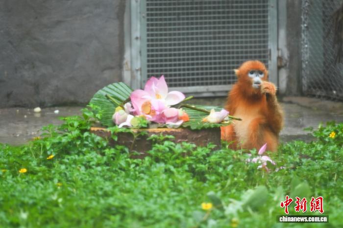 広州動物園が動物のために「暑さ対策メニュー」　広東省