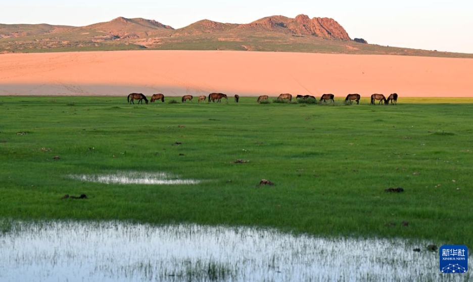 夏色に染まる草原　內(nèi)蒙古?赤峰市