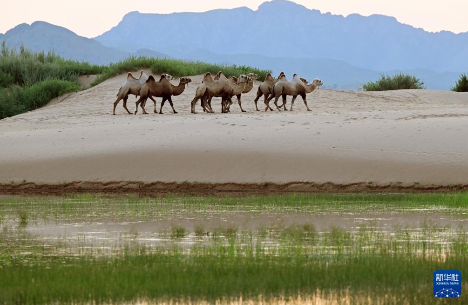 夏色に染まる草原　內(nèi)蒙古?赤峰市