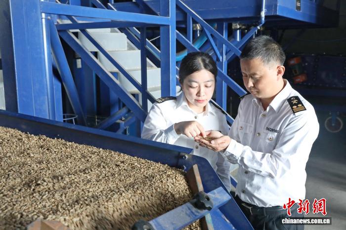 コーヒー生豆の検査?確認(rèn)を行う稅関のスタッフ