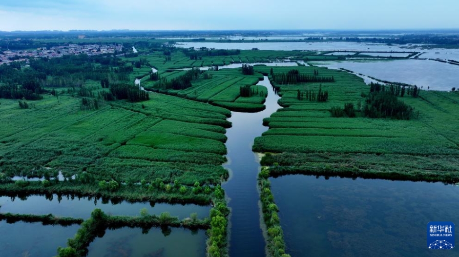 雄安新區(qū)の夏景色　河北省