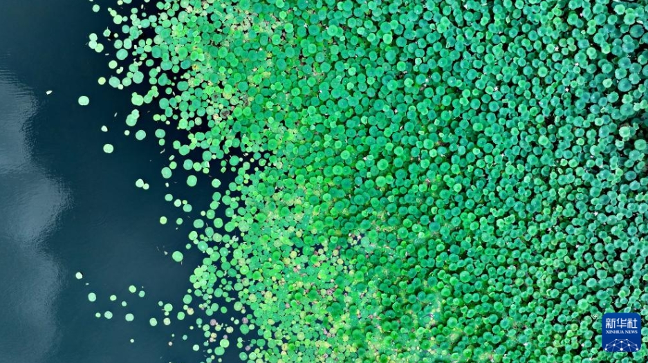 雄安新區(qū)の夏景色　河北省