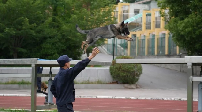 中國の「警察犬技術(shù)」學(xué)科が話題に　學(xué)生に子犬が配られるって本當(dāng)？