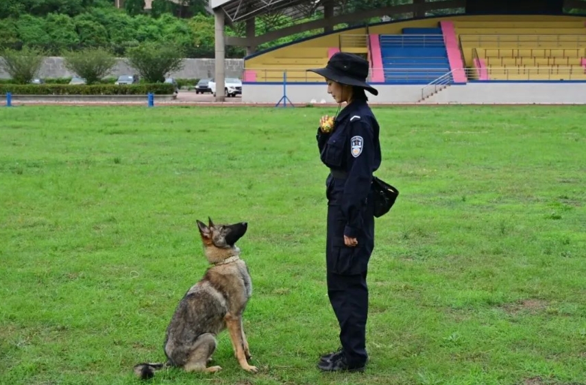 中國(guó)の「警察犬技術(shù)」學(xué)科が話題に　學(xué)生に子犬が配られるって本當(dāng)？
