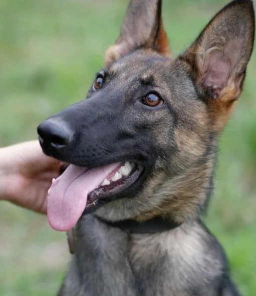 中國(guó)の「警察犬技術(shù)」學(xué)科が話題に　學(xué)生に子犬が配られるって本當(dāng)？