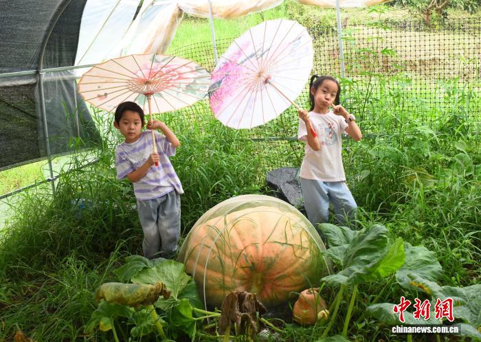 重さ約150キロの巨大な宇宙育種カボチャ　浙江省寧波