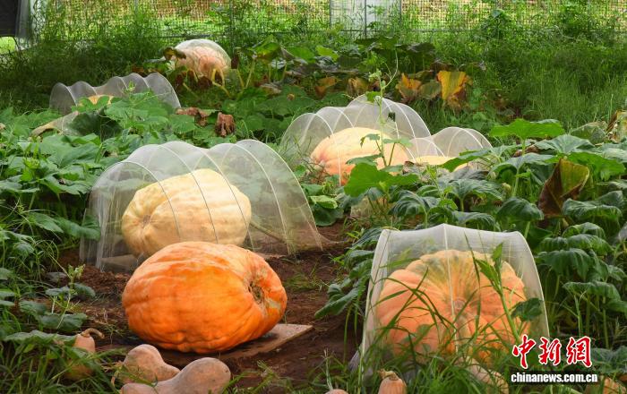 重さ約150キロの巨大な宇宙育種カボチャ　浙江省寧波