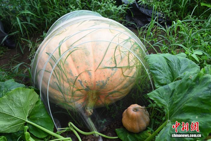 重さ約150キロの巨大な宇宙育種カボチャ　浙江省寧波