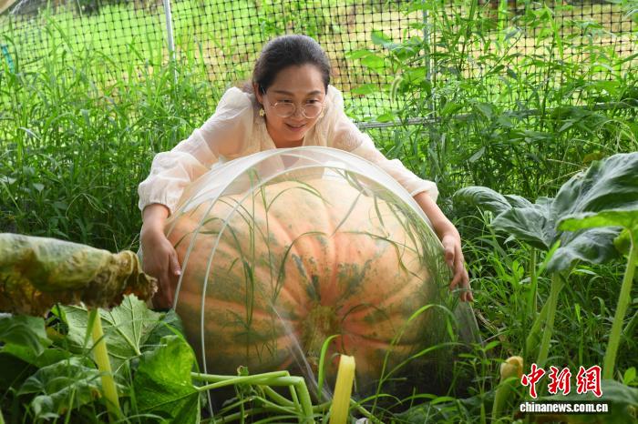 重さ約150キロの巨大な宇宙育種カボチャ　浙江省寧波