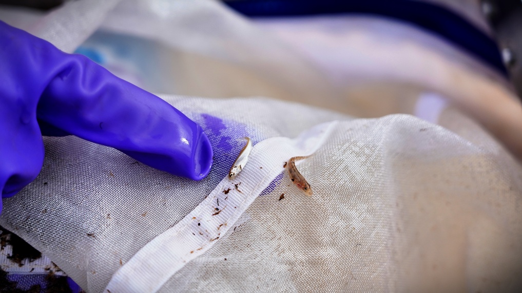 調(diào)査員が発見した孵化したばかりの高原特有の魚類。撮影?邱婧熠