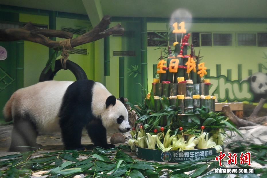 世界で唯一の三つ子パンダが11歳の誕生日