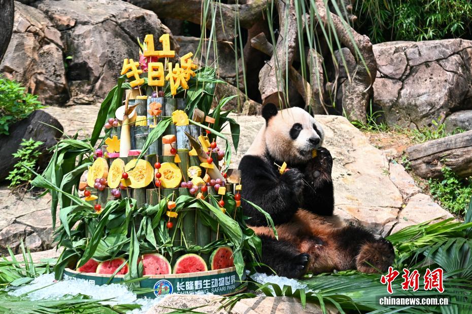 世界で唯一の三つ子パンダが11歳の誕生日