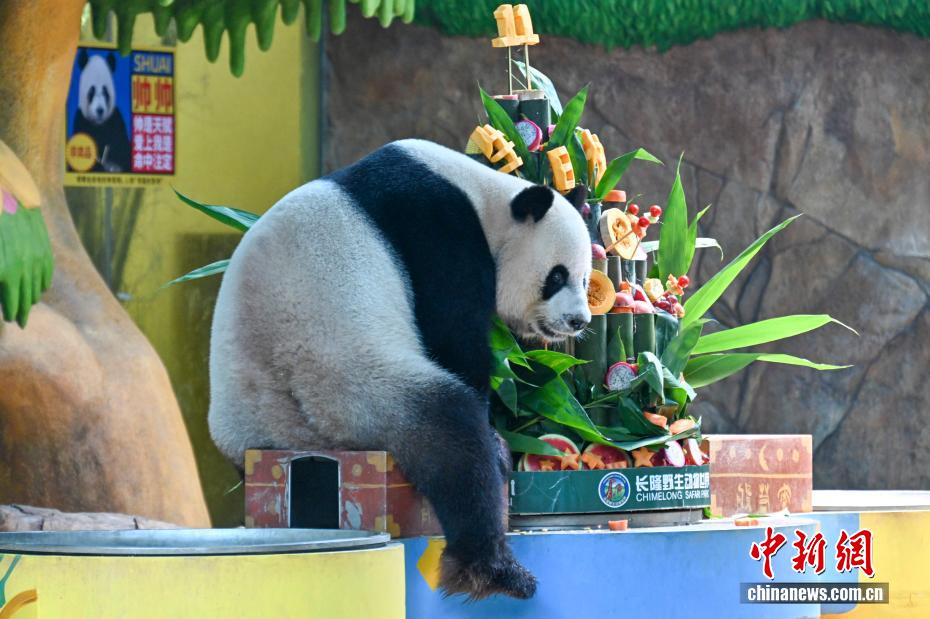 世界で唯一の三つ子パンダが11歳の誕生日