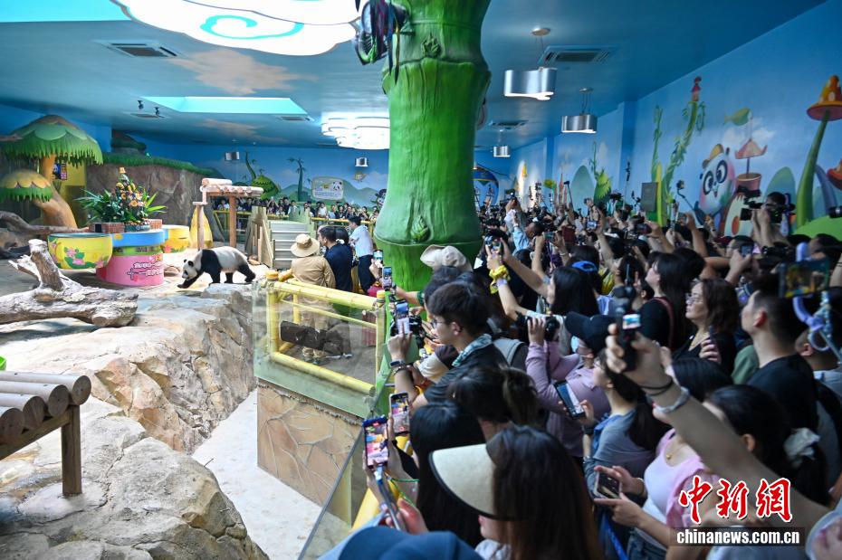 世界で唯一の三つ子パンダが11歳の誕生日