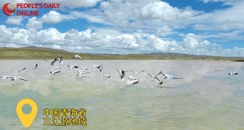 青蔵高原の「生命の鳥(niǎo)の巣」プロジェクト　生物多様性を保護(hù)